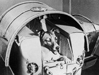 [ẢNH] Điểm danh những chú chó 