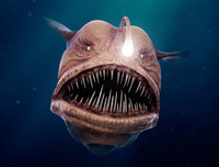 [ẢNH] Bất ngờ trước khả năng tự phát sáng của một số loài sinh vật