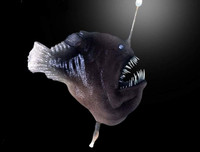 [ẢNH] Bất ngờ trước khả năng tự phát sáng của một số loài sinh vật