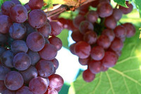 Top 10 thực phẩm quen thuộc hàng ngày phòng ngừa tai biến, đột quỵ