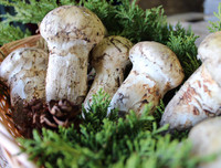 [ẢNH] Những món ăn kỳ lạ có 