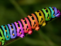 [ẢNH] Mẹo xử lý ban đầu khi bị côn trùng cắn