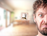 [ẢNH] Những sự thật ít người biết về loài muỗi - 