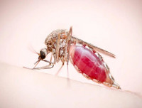 [ẢNH] Những sự thật ít người biết về loài muỗi - 