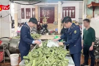 Triệt phá cơ sở sản xuất giò, chả chứa hàn the quy mô lớn