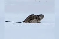 Báo tuyết quý hiếm tấn công khách du lịch ở Tân Cương