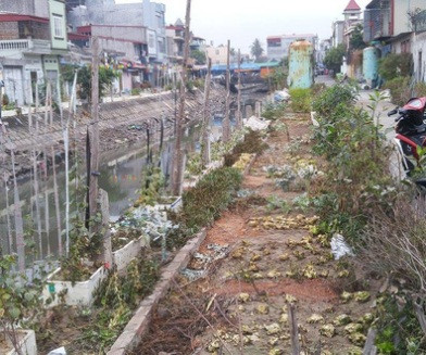 Phun thuốc diệt cỏ vào vườn rau nhà hàng xóm để "giải tỏa bực bội" ảnh 1 Phun thuốc diệt cỏ vào vườn rau nhà hàng xóm để "giải tỏa bực bội" ảnh 1