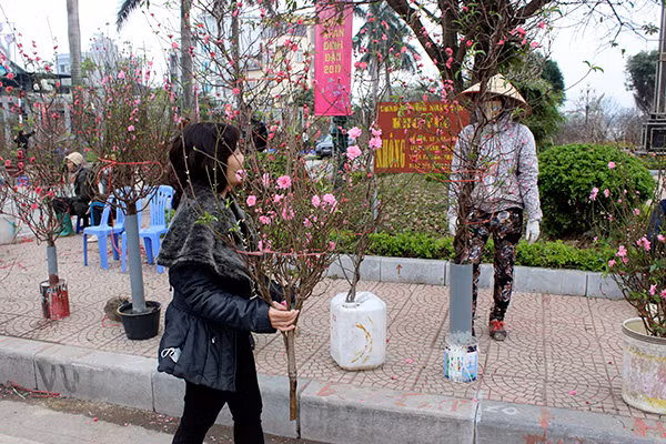 Hoa đào nở rực ở Nhật Tân, giá không hề rẻ ảnh 11