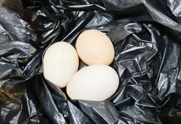 Từ vụ trộm trứng gà, lộ diện kẻ chuyên trộm cắp tại các phòng trọ ảnh 2