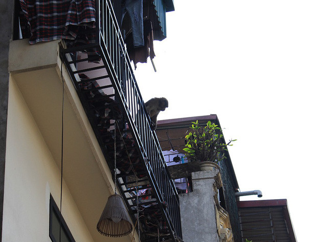  Con khỉ xuất hiện trên mái nhà một hộ dân trong phố Nguyễn Tư Giản sáng ngày 9/3 (Ảnh: Trần Thanh). 