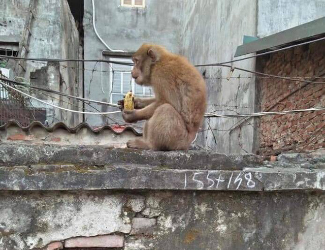  Con khỉ hoang có trọng lượng khoảng 4-5 kg thường xuyên vào nhà người dân quậy phá, khiến không ít người tỏ ra lo lắng, khó chịu (Ảnh: Người dân cung cấp). 