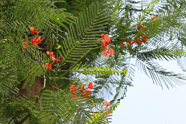 Kỳ lạ phượng vỹ Hà Nội nở hoa trái mùa ảnh 9