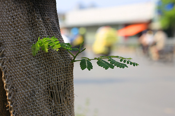 Kỳ lạ phượng vỹ Hà Nội nở hoa trái mùa ảnh 7