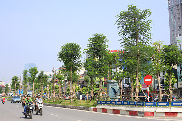 Kỳ lạ phượng vỹ Hà Nội nở hoa trái mùa ảnh 2