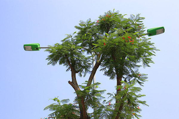 Kỳ lạ phượng vỹ Hà Nội nở hoa trái mùa ảnh 8