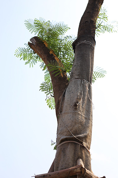 Kỳ lạ phượng vỹ Hà Nội nở hoa trái mùa ảnh 6