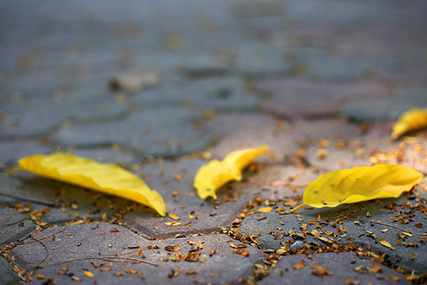 Kỳ lạ phượng vỹ Hà Nội nở hoa trái mùa ảnh 10