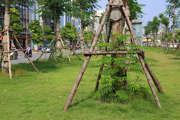 Kỳ lạ phượng vỹ Hà Nội nở hoa trái mùa ảnh 4