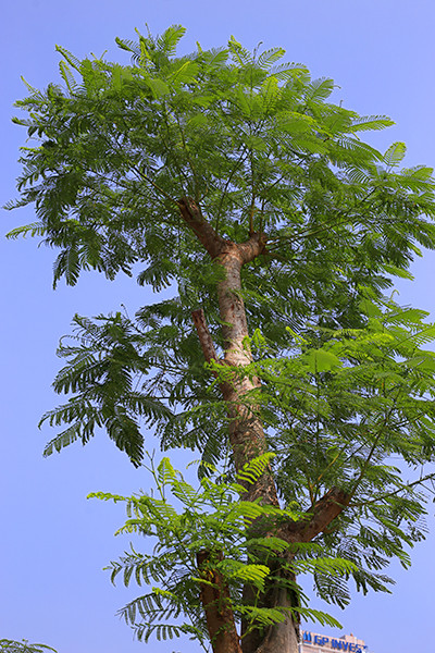 Kỳ lạ phượng vỹ Hà Nội nở hoa trái mùa ảnh 5