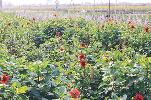 Ghé thăm những cánh đồng hoa Tây Tựu ngày cận Tết ảnh 3