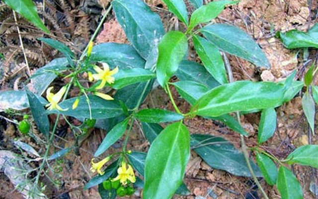 Cứu sống người phụ nữ ăn lá ngón tự tử do buồn chuyện gia đình ảnh 1