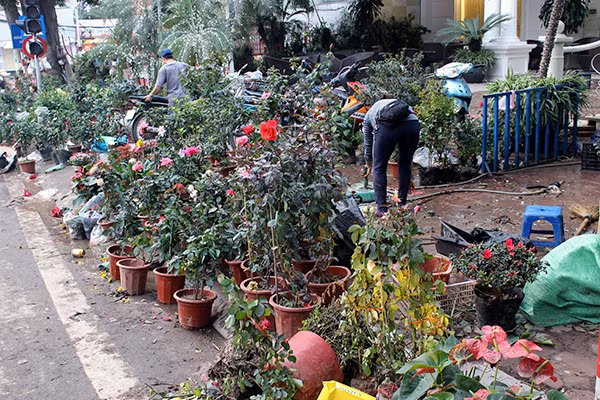 Chiều 30 Tết, Hà Nội vẫn nườm nượp người sắm đào quất ảnh 12 Chiều 30 Tết, Hà Nội vẫn nườm nượp người sắm đào quất ảnh 12