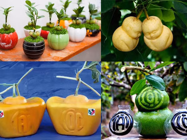 Bỏ tiền tỷ để săn hàng độc chơi Tết ảnh 1