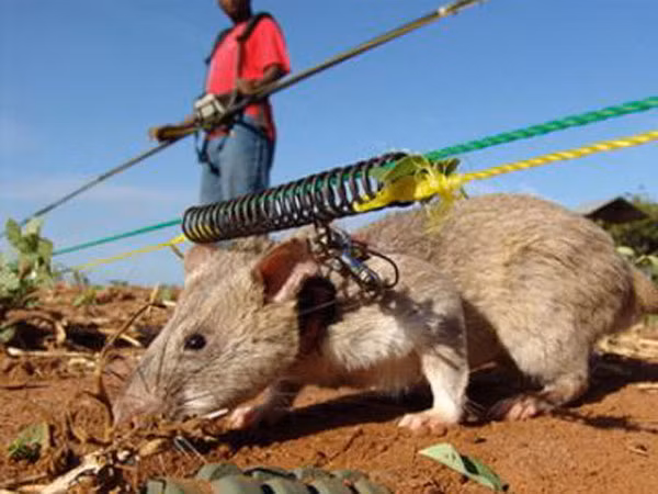 Chuột dò mìn ảnh 1