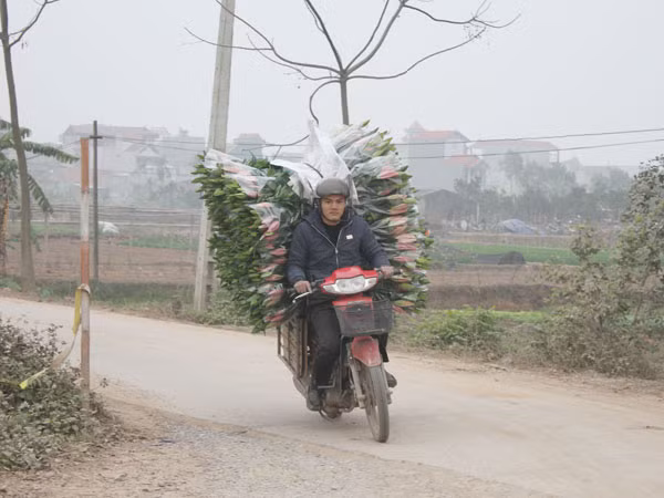Hà Nội được mùa hoa Tây Tựu ảnh 5