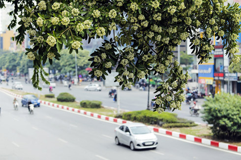 Thành phố lạc mùa ảnh 1