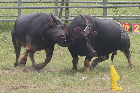 Hội thi trâu khỏe Phúc Thọ 2016 bị "tuýt còi" ảnh 1