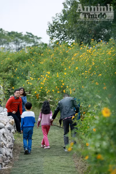 Ngỡ ngàng thảm hoa dã quỳ rực rỡ thủ đô Hà Nội ảnh 7
