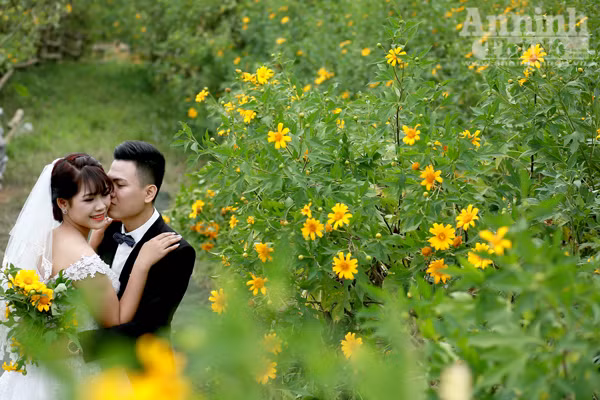 Ngỡ ngàng thảm hoa dã quỳ rực rỡ thủ đô Hà Nội ảnh 8