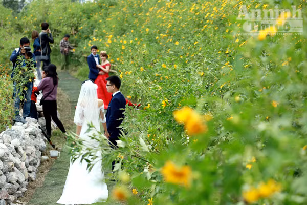 Ngỡ ngàng thảm hoa dã quỳ rực rỡ thủ đô Hà Nội ảnh 1