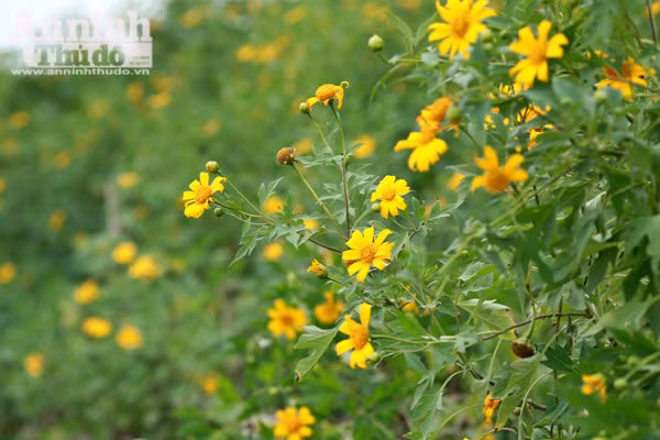 Ngỡ ngàng thảm hoa dã quỳ rực rỡ thủ đô Hà Nội ảnh 2