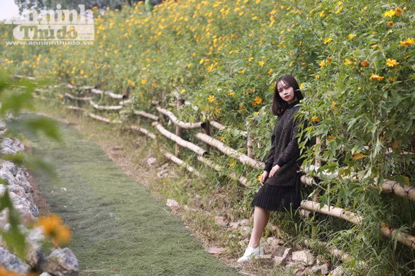 Ngỡ ngàng thảm hoa dã quỳ rực rỡ thủ đô Hà Nội ảnh 3