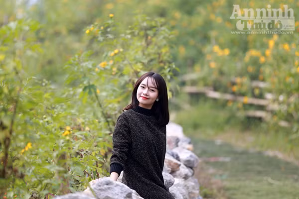 Ngỡ ngàng thảm hoa dã quỳ rực rỡ thủ đô Hà Nội ảnh 6