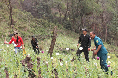Tự nguyện phá bỏ, giao nộp cây thuốc phiện có thể được miễn trách nhiệm hình sự ảnh 2