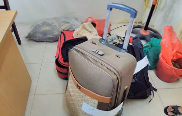 Thu giữ gần trăm con rùa quý "ẩn náu" trong va li kéo chuẩn bị về Quảng Ninh ảnh 1