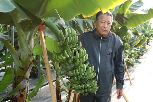 Tái tạo kỷ băng hà để… trồng chuối siêu năng suất ảnh 1