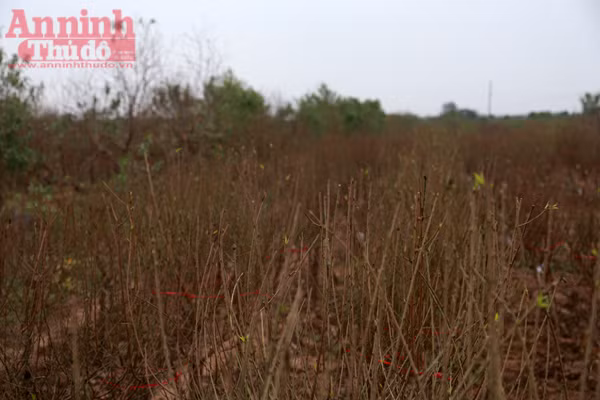 Hà Nội: Nghịch cảnh đào Tết... ảnh 6