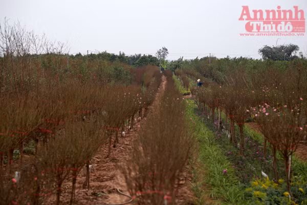 Hà Nội: Nghịch cảnh đào Tết... ảnh 5