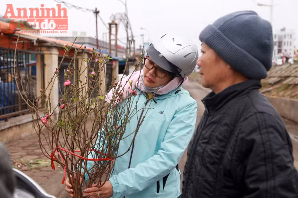 Hà Nội: Nghịch cảnh đào Tết... ảnh 3