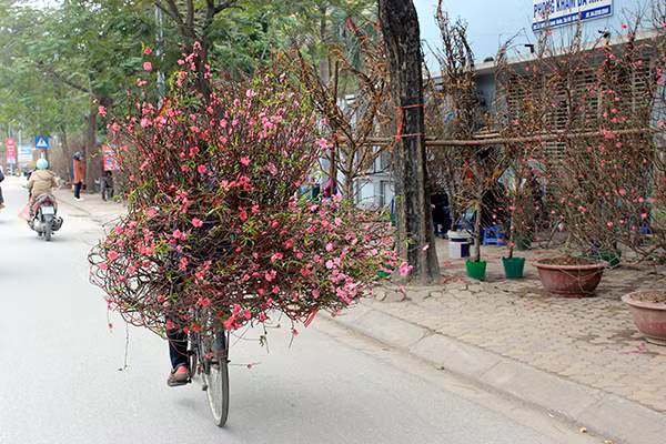 Hoa đào nở rực ở Nhật Tân, giá không hề rẻ ảnh 9