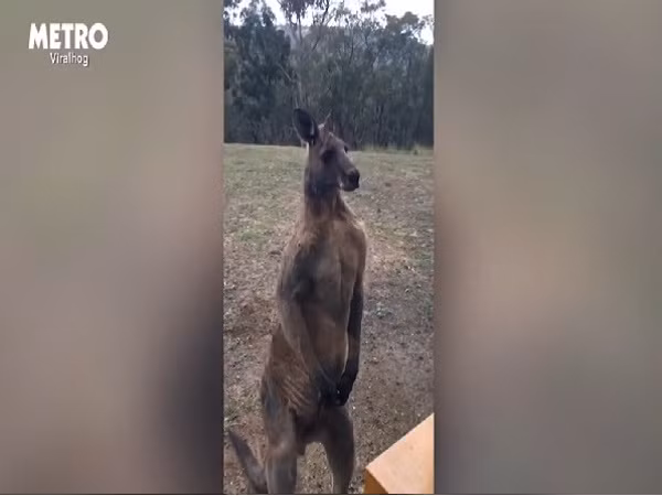 Ám ảnh video kangaroo cố gắng gõ cửa ảnh 2