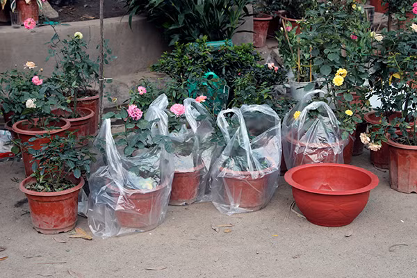 Chiều 30 Tết, Hà Nội vẫn nườm nượp người sắm đào quất ảnh 13 Chiều 30 Tết, Hà Nội vẫn nườm nượp người sắm đào quất ảnh 13