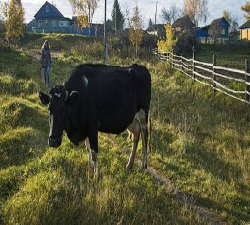 Báo Mỹ: Nga sẽ sớm vượt trừng phạt vươn lên thành siêu cường nông nghiệp? ảnh 1