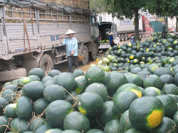 Nghịch lý trong tiêu thụ nông sản: Nội địa mua giá đắt biên giới tắc đầu ra ảnh 1