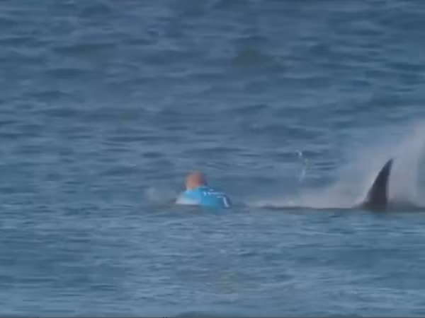 Hú hồn đang thi lướt sóng thì gặp cá mập ảnh 1