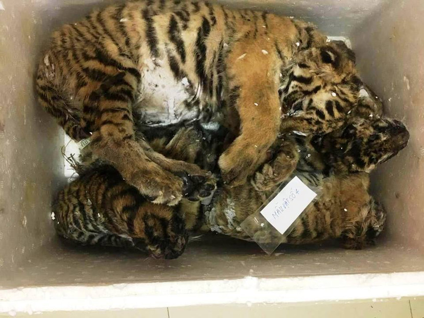 Phát hiện, bắt giữ 5 cá thể hổ được giấu trên ô tô ảnh 1